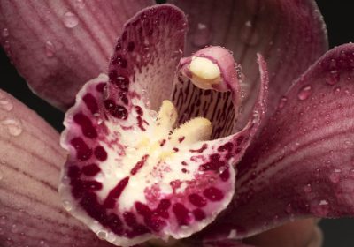 top-view-hand-holding-orchid